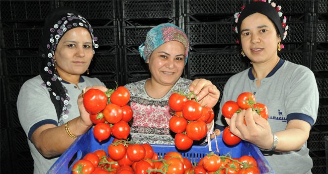 Domates doları da euroyu da solladı