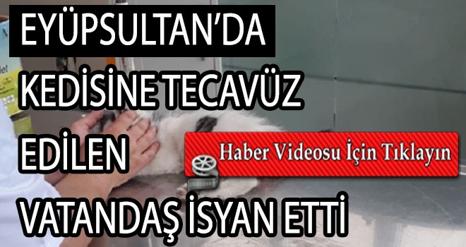 Eyüpsultan'da tecavüze uğrayan kedinin sahibi isyan etti