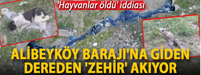 Alibeyköy Barajı'na giden dere 'zehir' akıyor