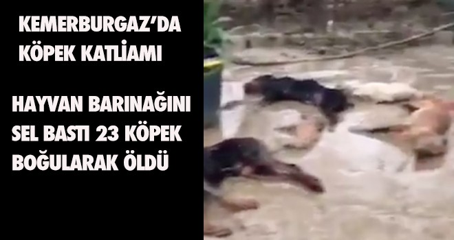 KEMERBURGAZ’DA  KÖPEK KATLİAMI