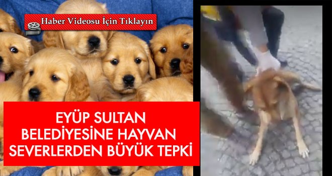 Eyüp Sultan Belediyesi’ne hayvan toplama tepkisi