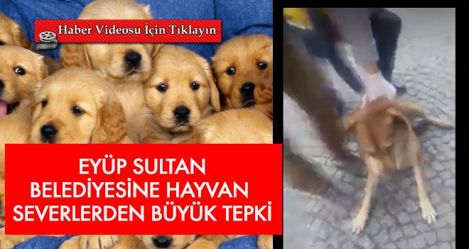 Eyüp Sultan Belediyesi’ne hayvan toplama tepkisi