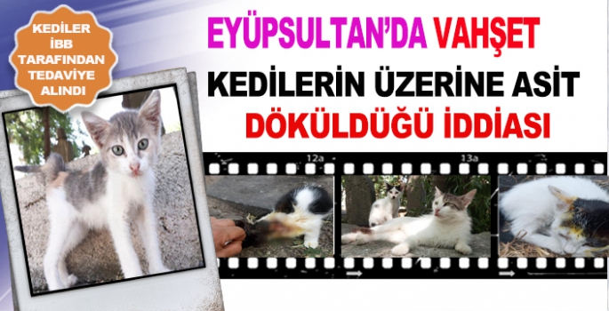 EYÜPSULTAN'DA KEDİ VAHŞETİ