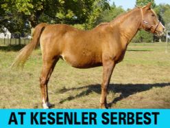 At Kesenler Serbest