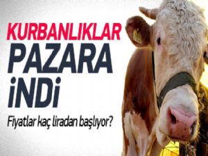 Kurbanlıklar pazara indi! İşte ilk fiyatları