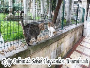 Eyüp Sultan'da Sokak Hayvanları Unutulmadı