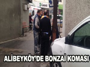 ALİBEYKÖY'DE BONZAİ KOMASI