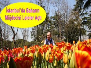 İstanbul'da Baharın Müjdecisi Laleler Açtı