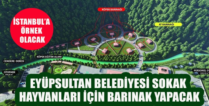 EYÜPSULTAN BELEDİYESİ SOKAK  HAYVANLARI İÇİN BARINAK YAPACAK