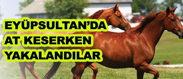 EYÜPSULTAN’DA  AT KESERKEN YAKALANDILAR