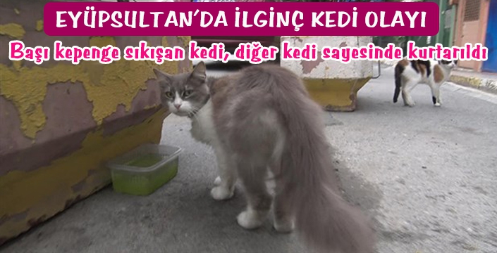 EYÜPSULTAN’DA İLGİNÇ KEDİ OLAYI