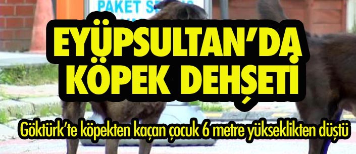 EYÜPSULTAN’DA  KÖPEK DEHŞETİ