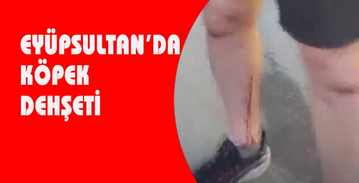 EYÜPSULTAN’DA  KÖPEK DEHŞETİ