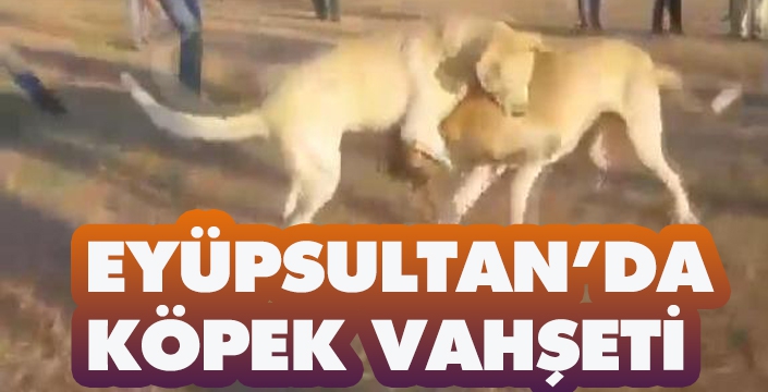 EYÜPSULTAN’DA  KÖPEK VAHŞETİ