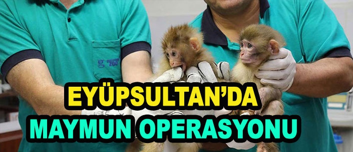 EYÜPSULTAN'DA MAYMUN OPERASYONU