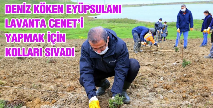 Eyüpsultan Lavanta Cenneti Oluyor