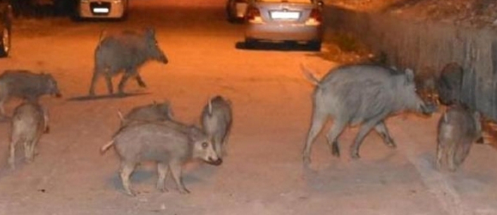 GÖKTÜRK'DE DOMUZLAR ANA CADDEYE İNDİ