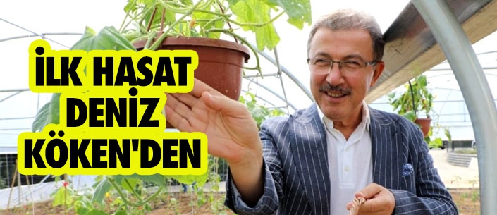 İLK HASAT DENİZ KÖKEN'DEN