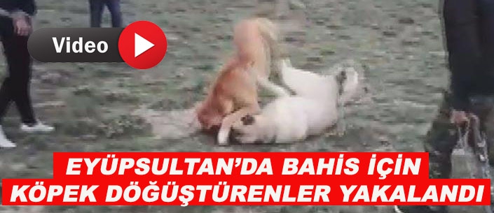 KÖPEK DÖĞÜŞTÜRENLER YAKALANDI