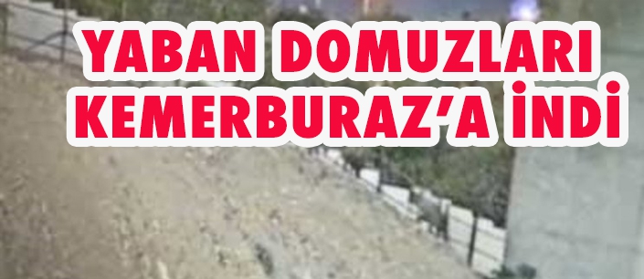 YABAN DOMUZLARI KEMERBURAZ’A İNDİ