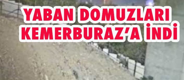 YABAN DOMUZLARI  KEMERBURAZ’A İNDİ